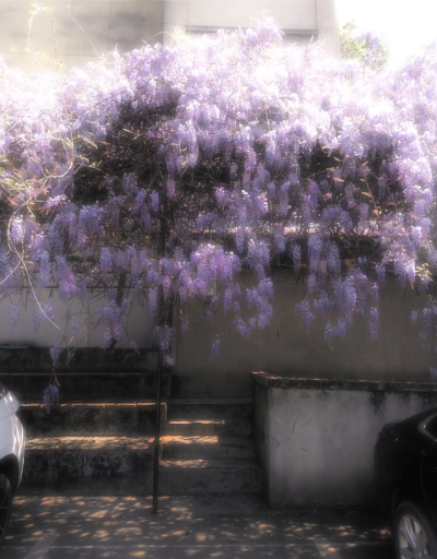 紫色系背景图 繁花背景图