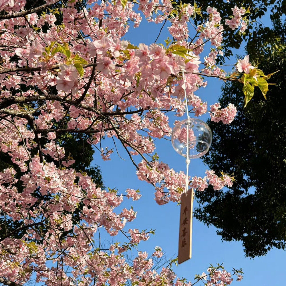 繁花背景图