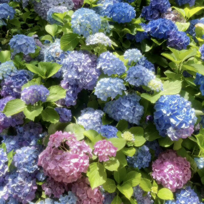 绣球花背景图 繁花背景图