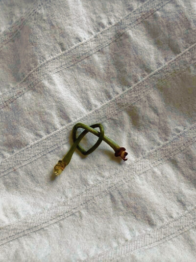 日常
拜托，在风里摇曳吧～