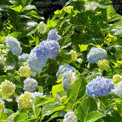 绣球花背景图 繁花背景图