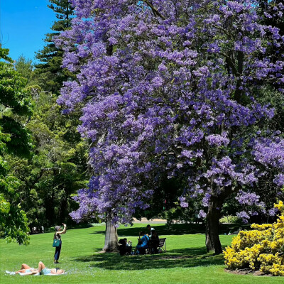 紫色系背景图 繁花背景图