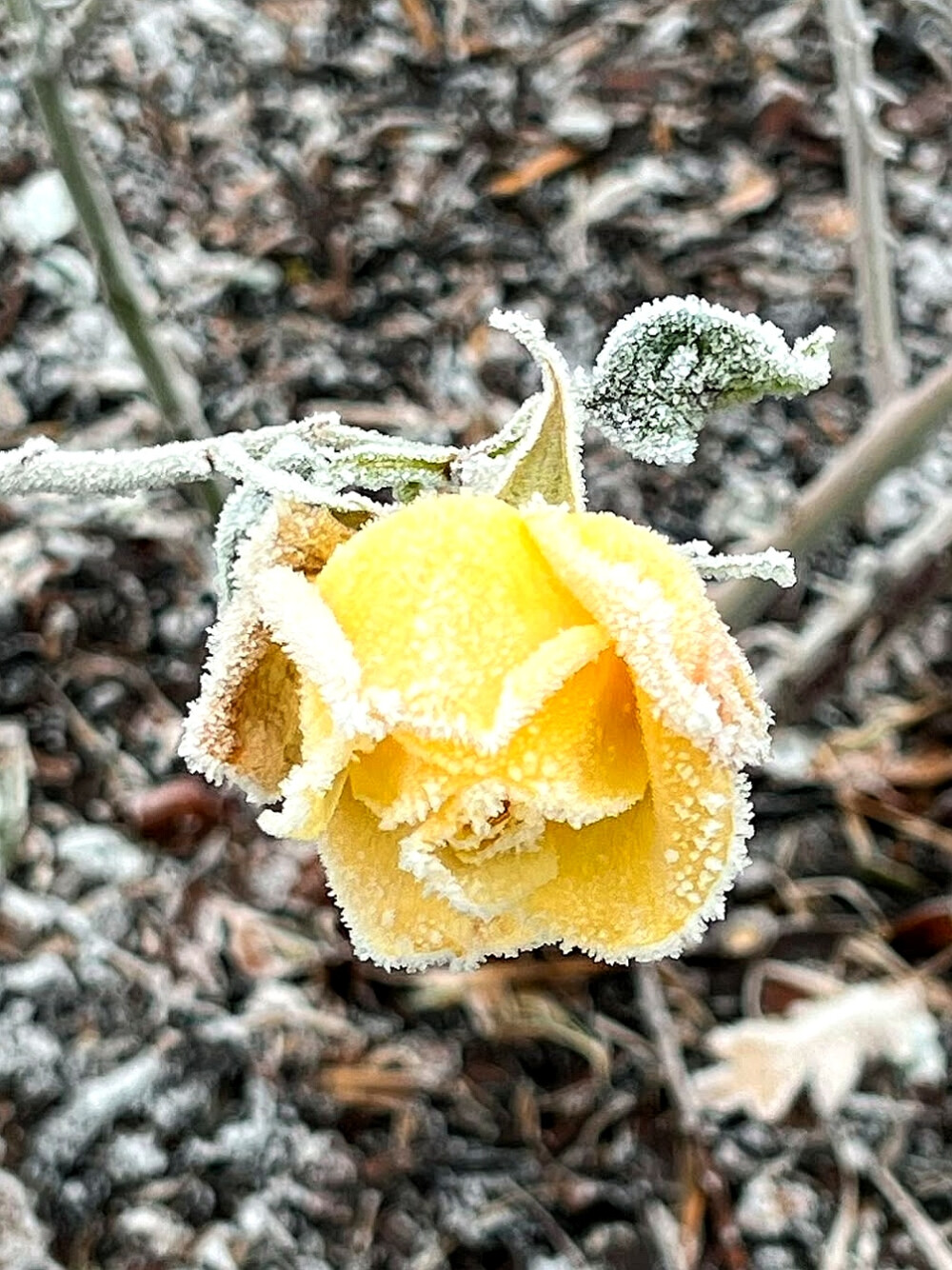 日常
雪泪