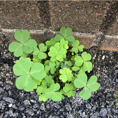 绿色系背景图 四叶草背景图