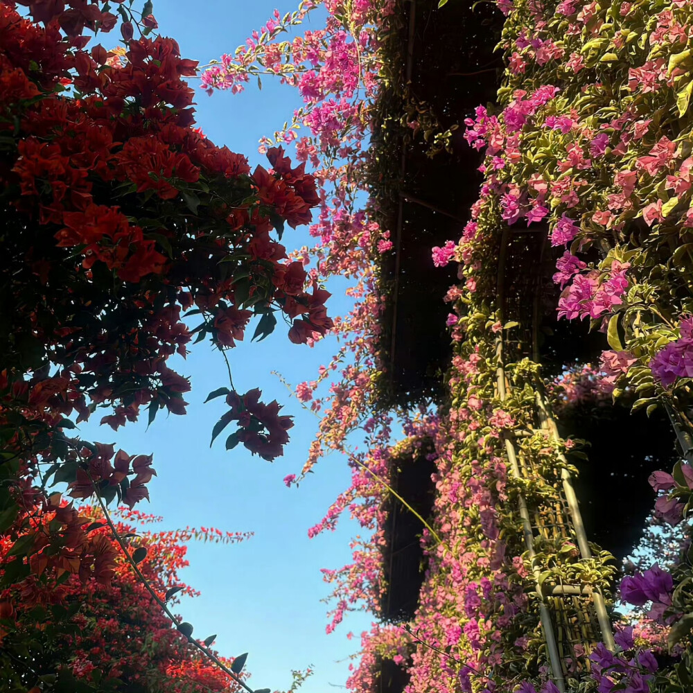 繁花背景图
