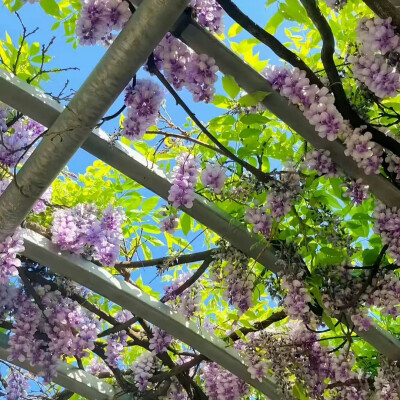 紫色系背景图 繁花背景图