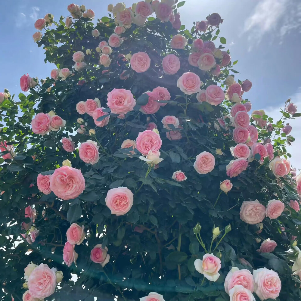 繁花背景图