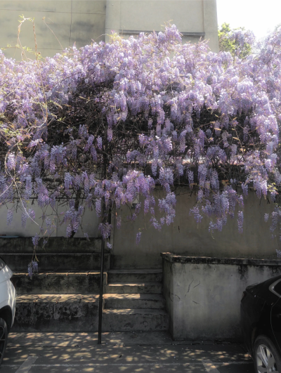 紫色系背景图 繁花背景图