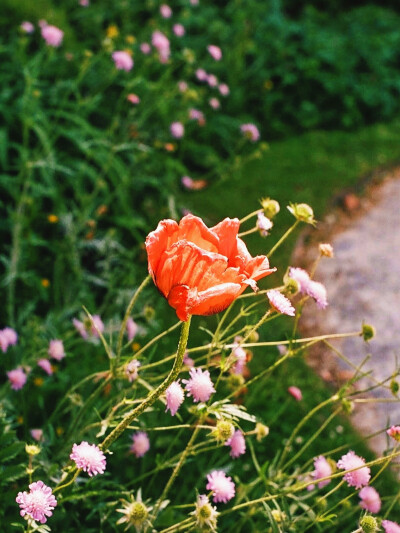 日常
I wish I could，
Do it all again，
Fix everything，
Never lose you again。