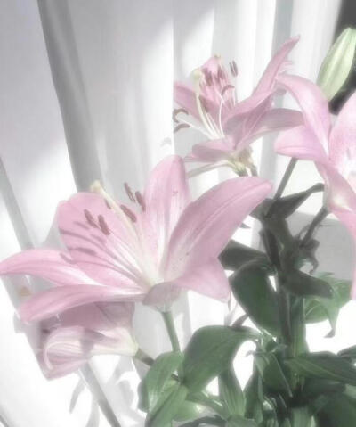 pinkgreen粉绿色美学
审美积累