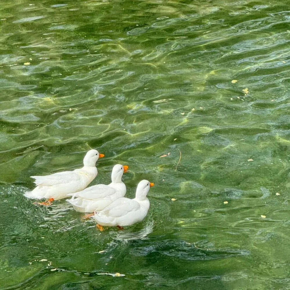 春日背景图