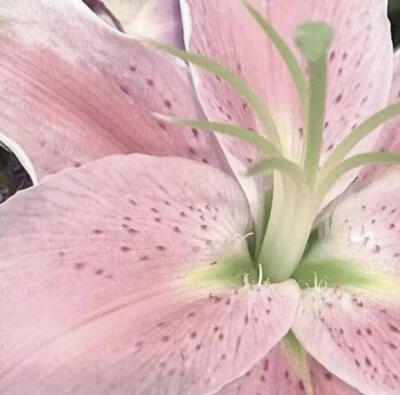 pinkgreen粉绿色美学
审美积累