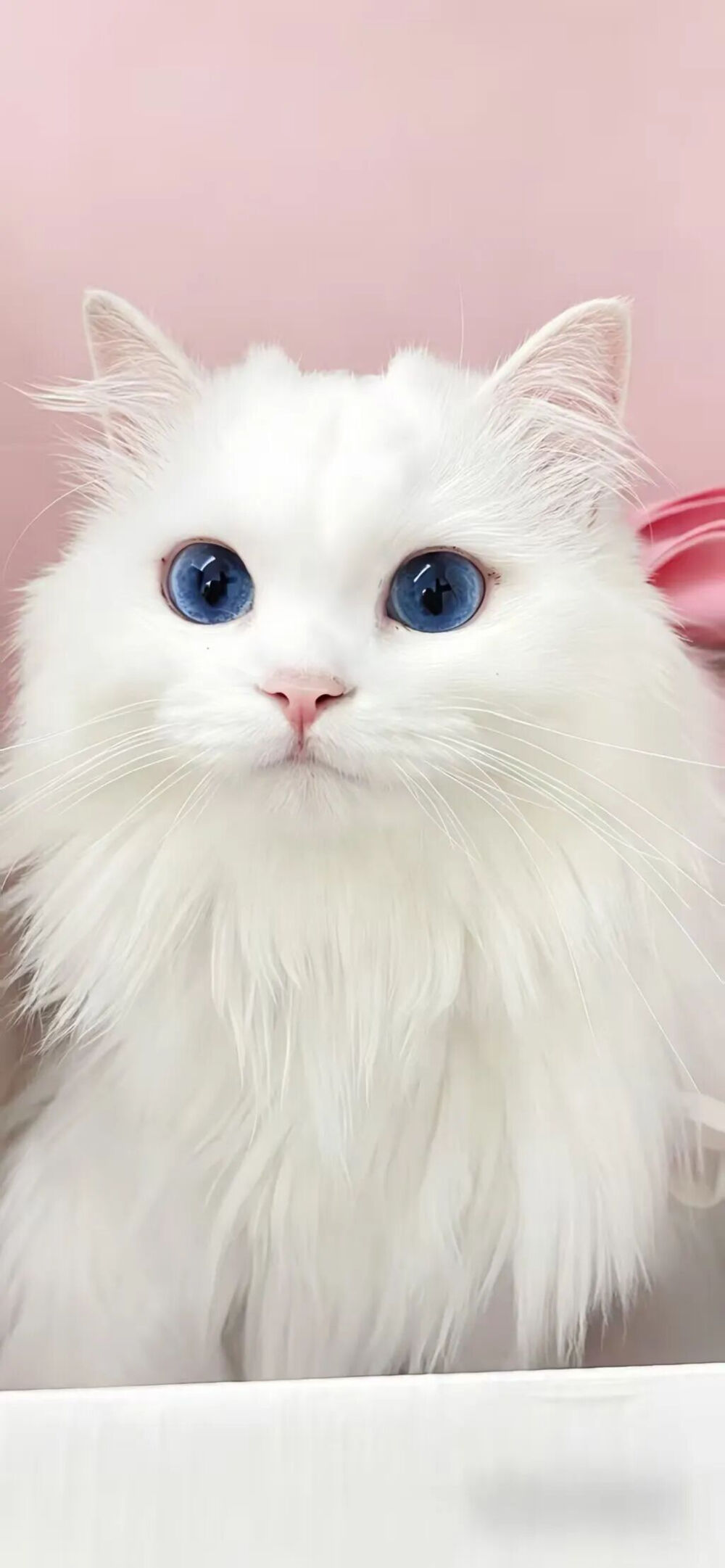 壁纸