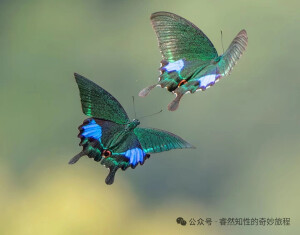 动物