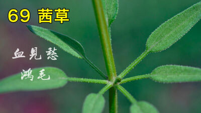 植物标本