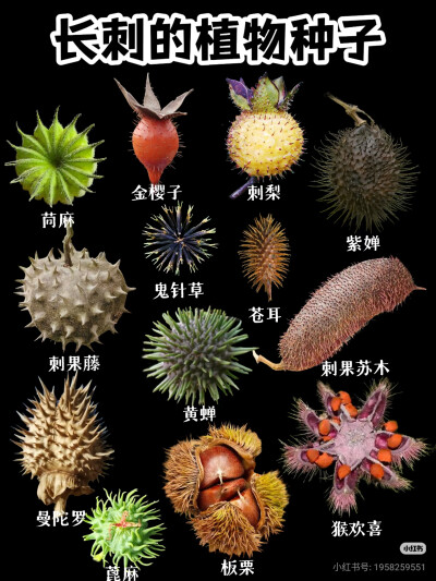 植物标本