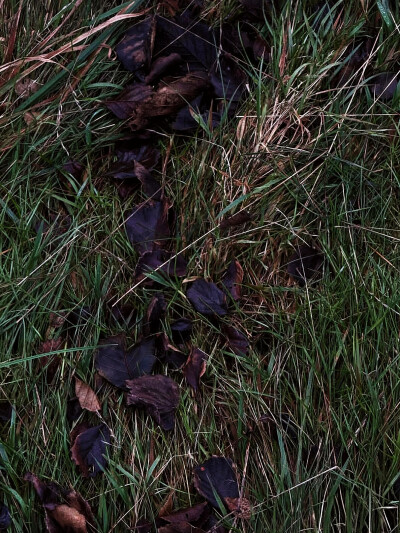 日常
你這顆心究竟為多少人跳動過