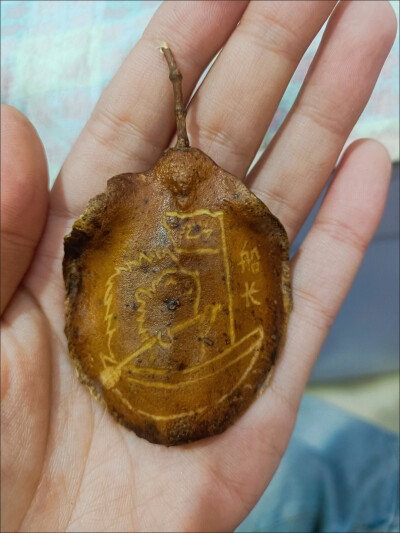 蓝花楹