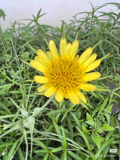 大蒲公英