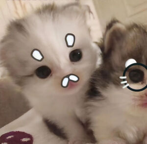 小猫咪