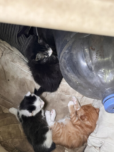 猫