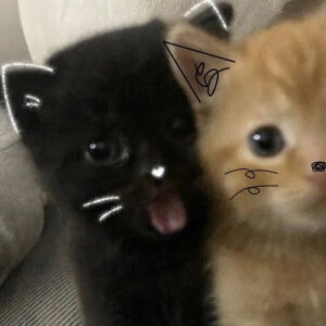 小猫咪