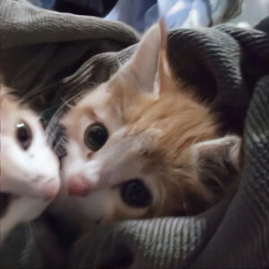 小猫咪