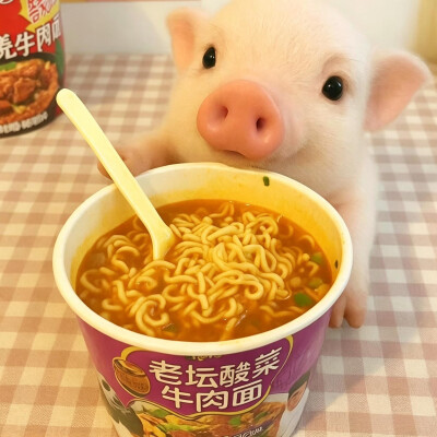 pig