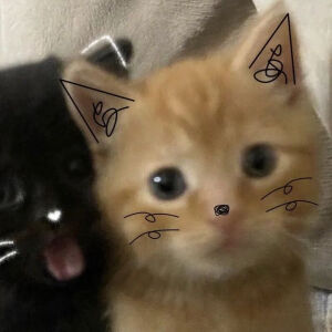 小猫咪