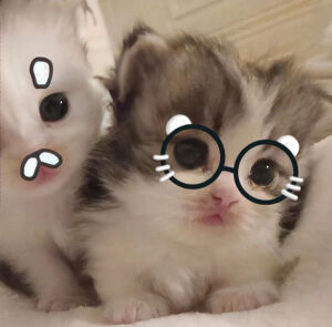 小猫咪