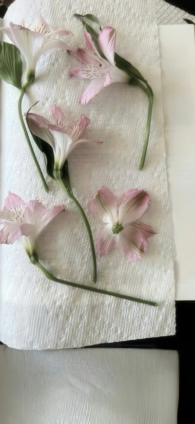 要么葱动一把 要么姜就一生 实在不行就蒜了(´×ω×`)
⁣
#ins风壁纸# ​