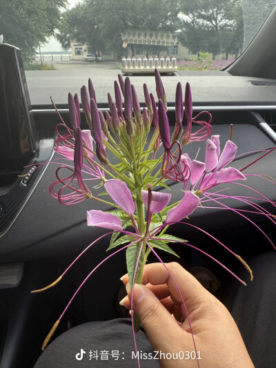 醉蝶花