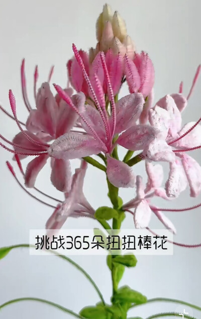 醉蝶花