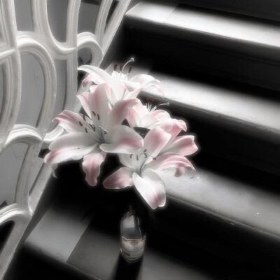 百合花背景图