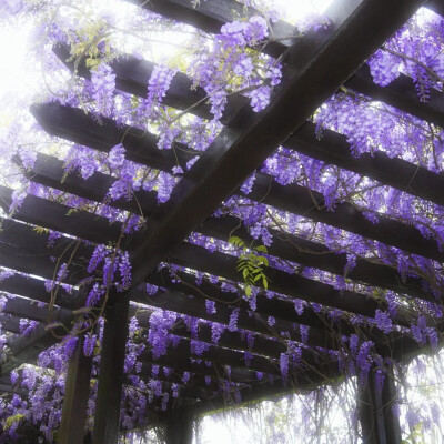 紫色系背景图 紫藤花背景图