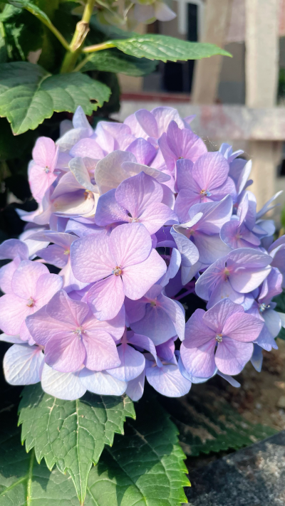 绣球花