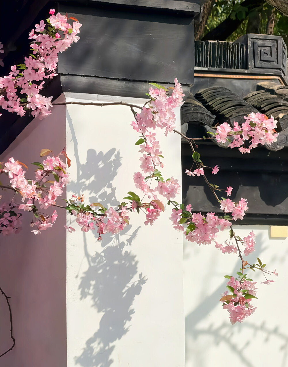 粉色系背景图