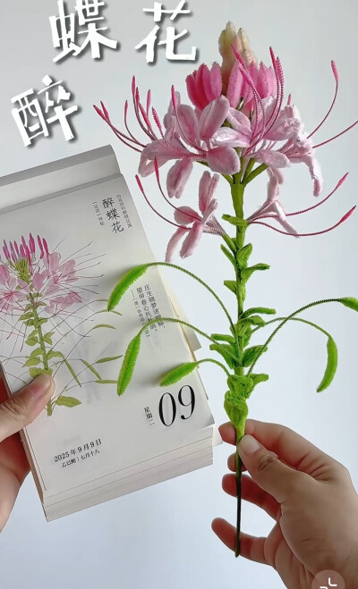 醉蝶花
