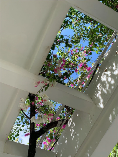 向阳而生背景图 生命力背景图