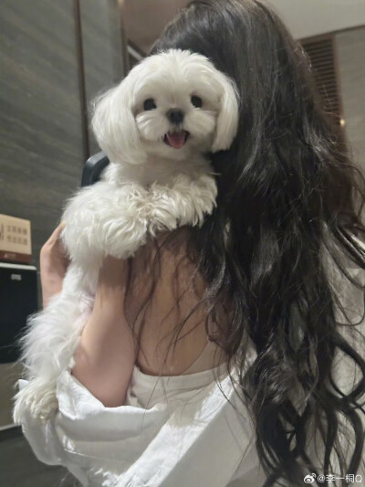 李一桐