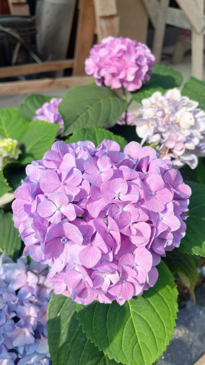 绣球花