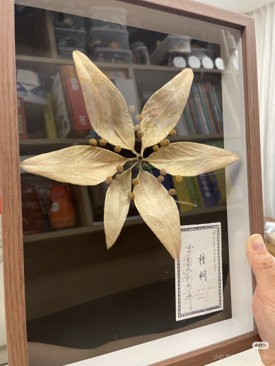 标本