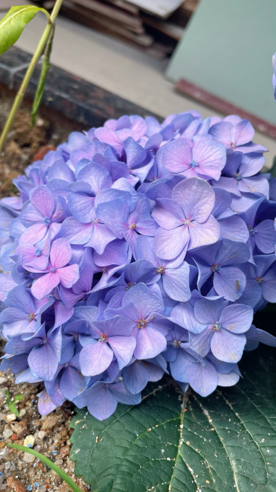 绣球花