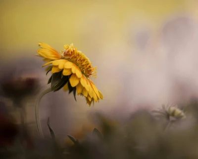 Photo by WenGe