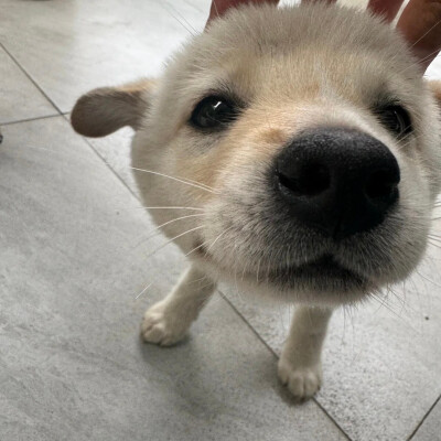 泥嚎૮⑉ºᗜº⑉ა ​
#萌宠头像##狗狗头像#