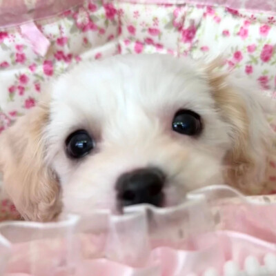 泥嚎૮⑉ºᗜº⑉ა ​
#萌宠头像##狗狗头像#