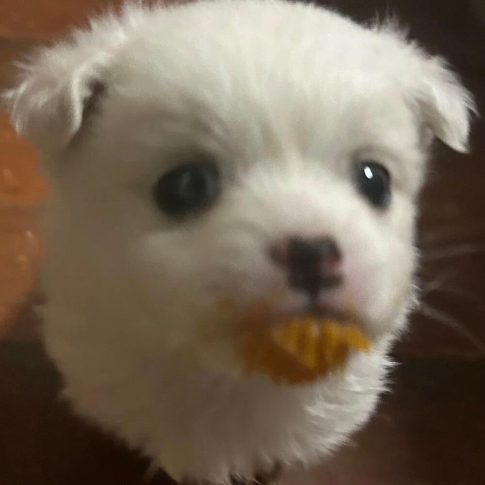 泥嚎૮⑉ºᗜº⑉ა ​
#萌宠头像##狗狗头像#