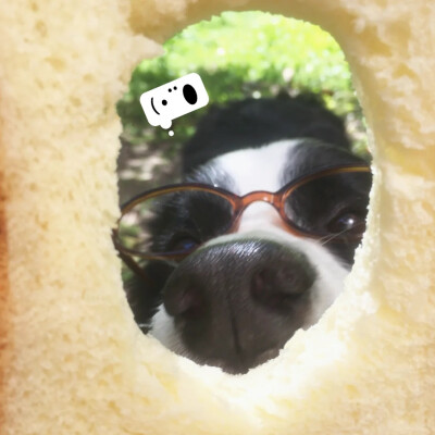 泥嚎૮⑉ºᗜº⑉ა ​
#萌宠头像##狗狗头像#
