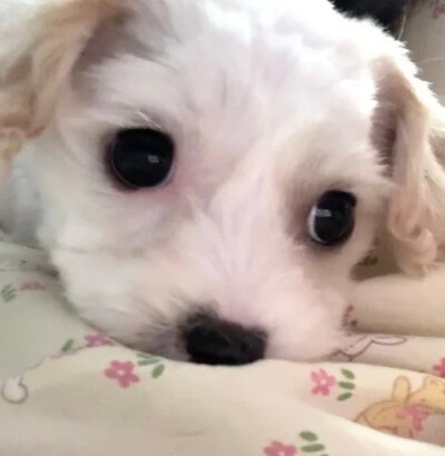 泥嚎૮⑉ºᗜº⑉ა ​
#萌宠头像##狗狗头像#