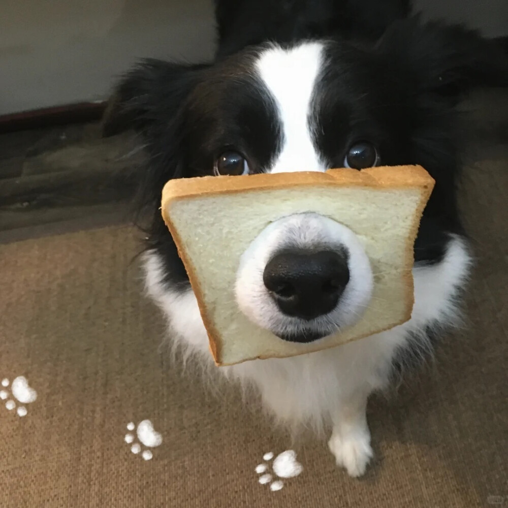 泥嚎૮⑉ºᗜº⑉ა ​
#萌宠头像##狗狗头像#